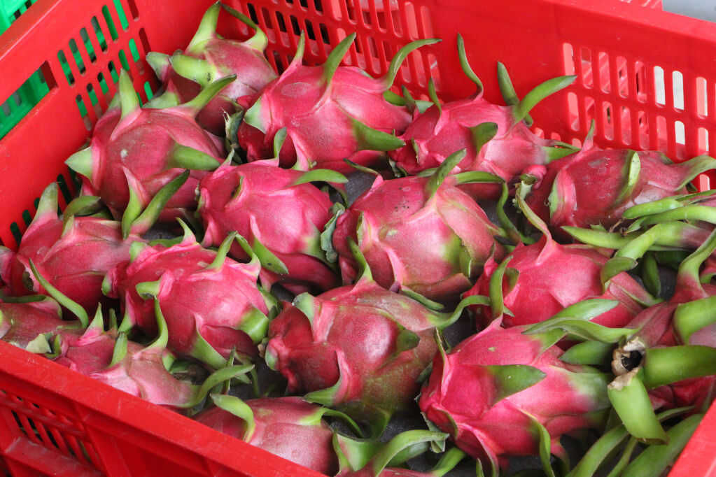 Dragon Fruit - Embrace the vibrant spirit of Long An Travel adventures